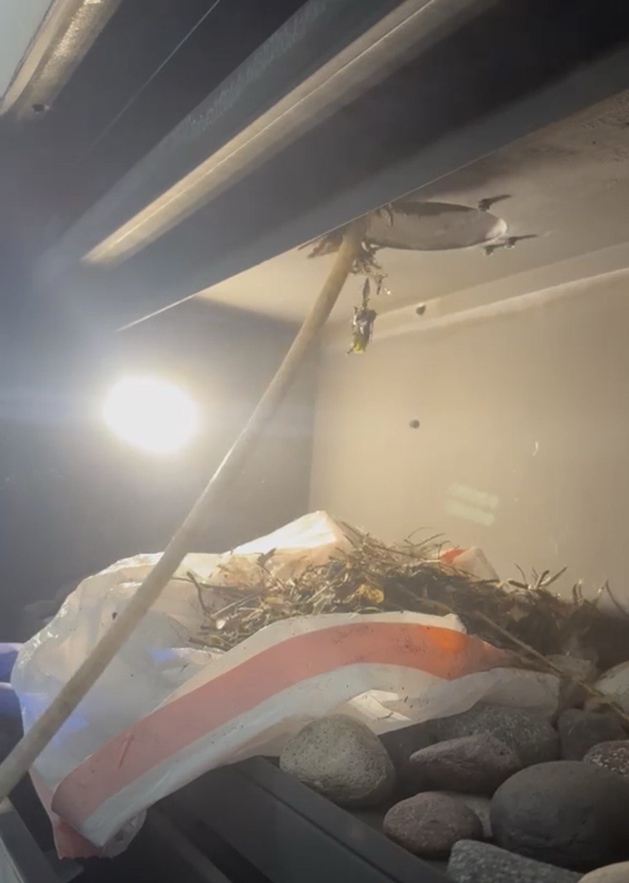 nest removal from fireplace vent system