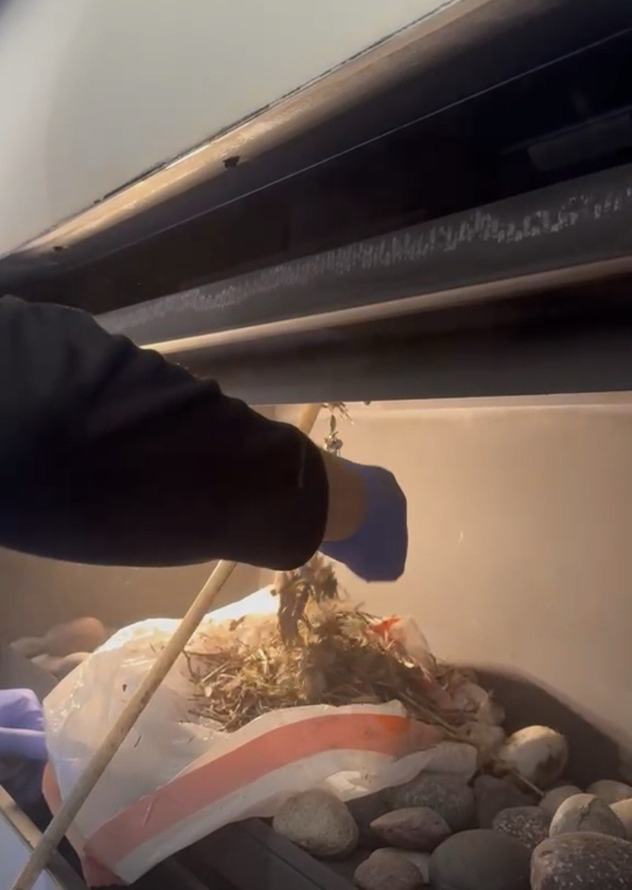 bird nest blocking gas fireplace vent