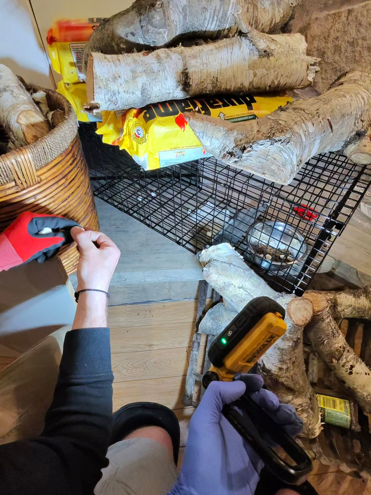 raccoon nest inside chimney due to missing chimney cap