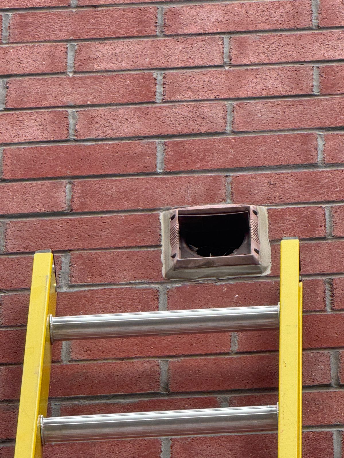 bird nest removal from residential vent in Whitby